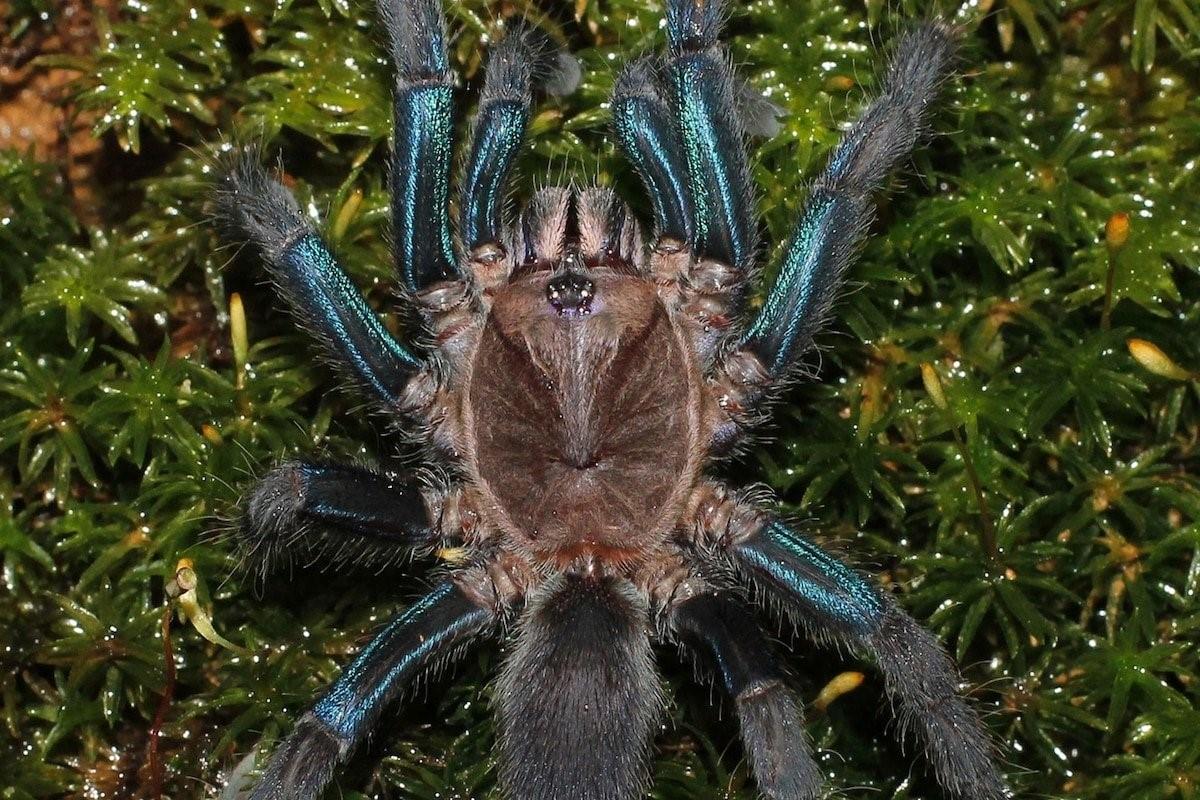 Самый большой паук в мире тарантул фото