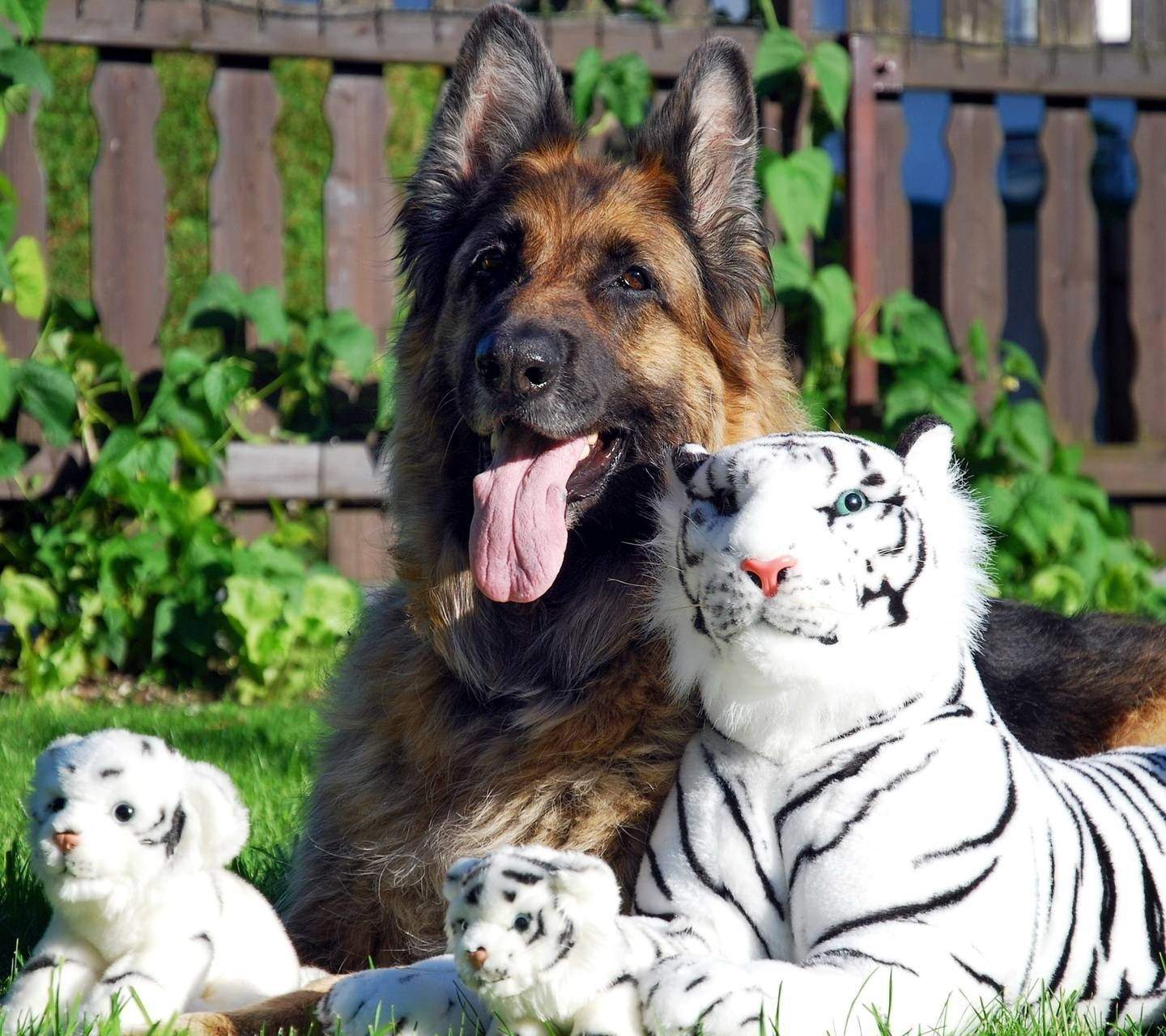 Тигр и собака мужчина. Фото кошек и собак. Собака тигр. Тайгер собака. Домашних животных кошка.