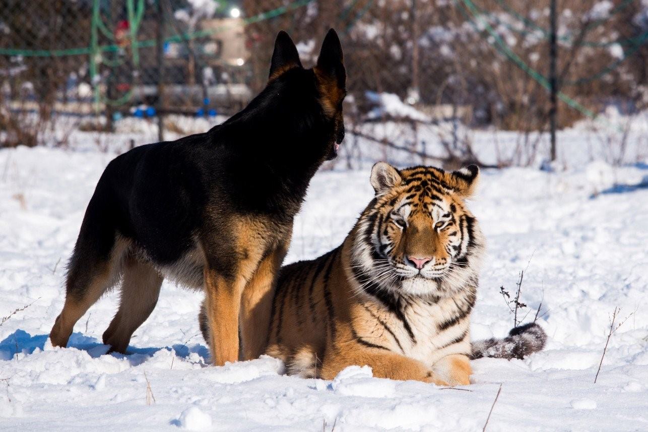 Тигр и собака мужчина. Собака тигр. Овчарка и тигр. Дружба тигра и собаки. Тигренок и собака.