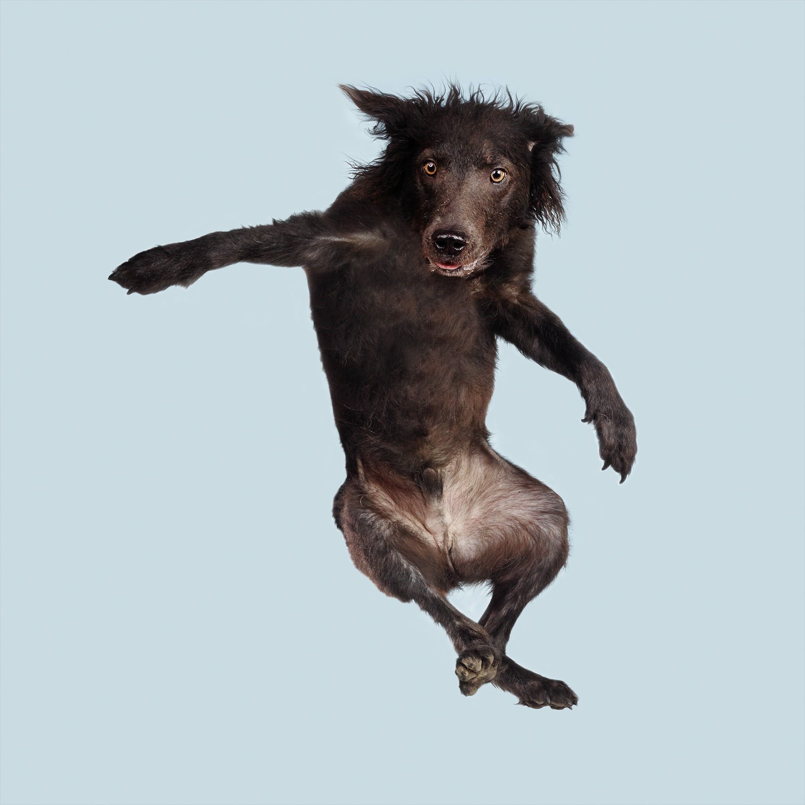 Почему собаки не летают. Летающая собака. Летуюшие собака. Собака прыгает. Прыгающие животные.