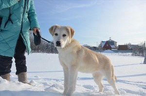 Лабрадор смешанный с алабаем