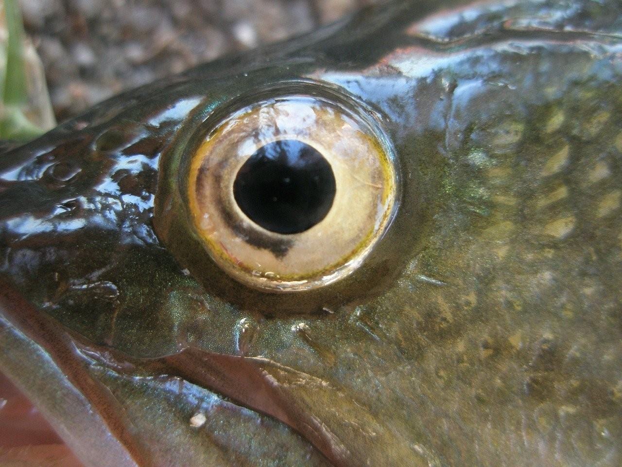 Ем глаза рыбы. Рыбий глаз. Глаз рыбы. Рыбьи глазки. Рыбий глаз рыба.