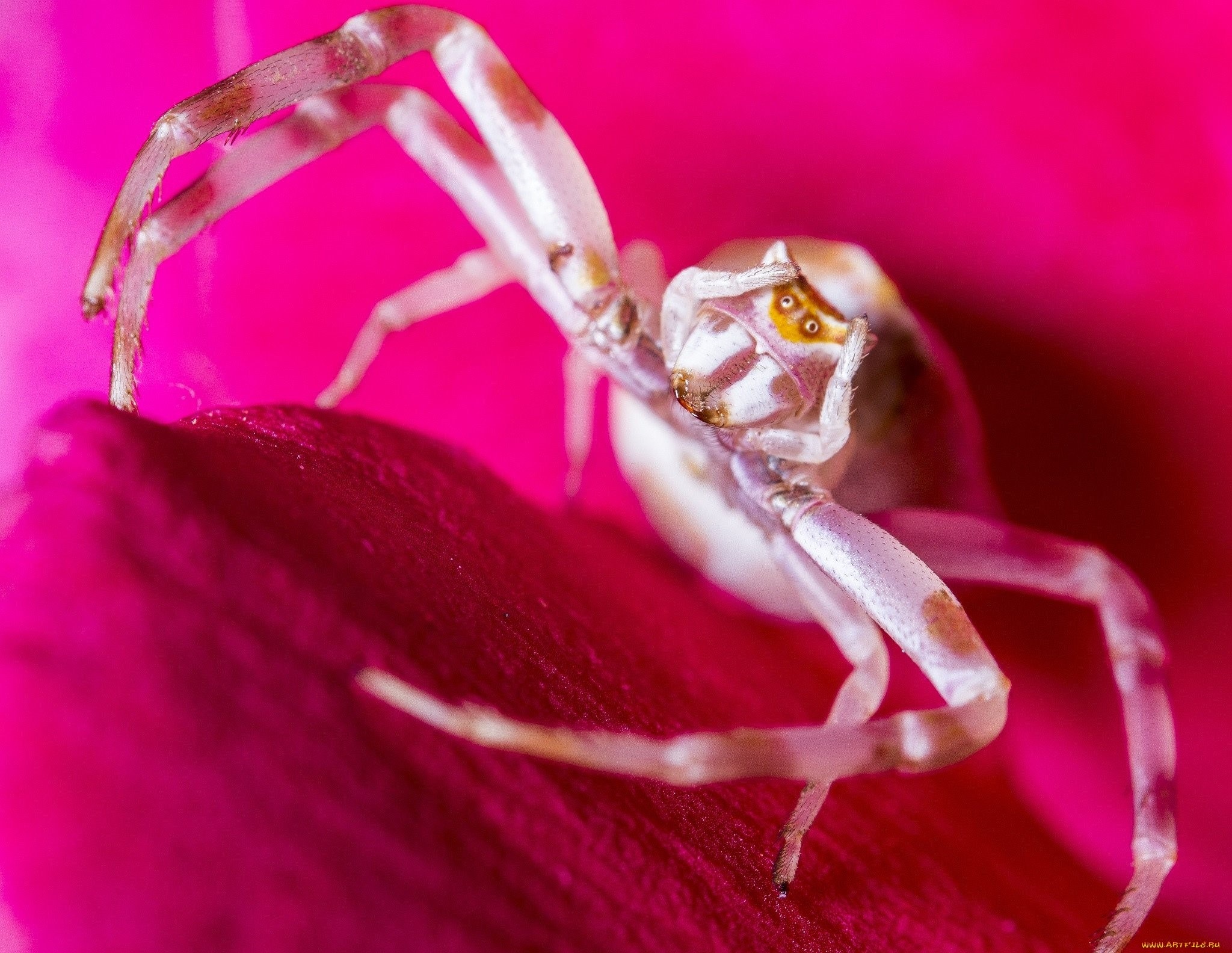 розовые пауки фото