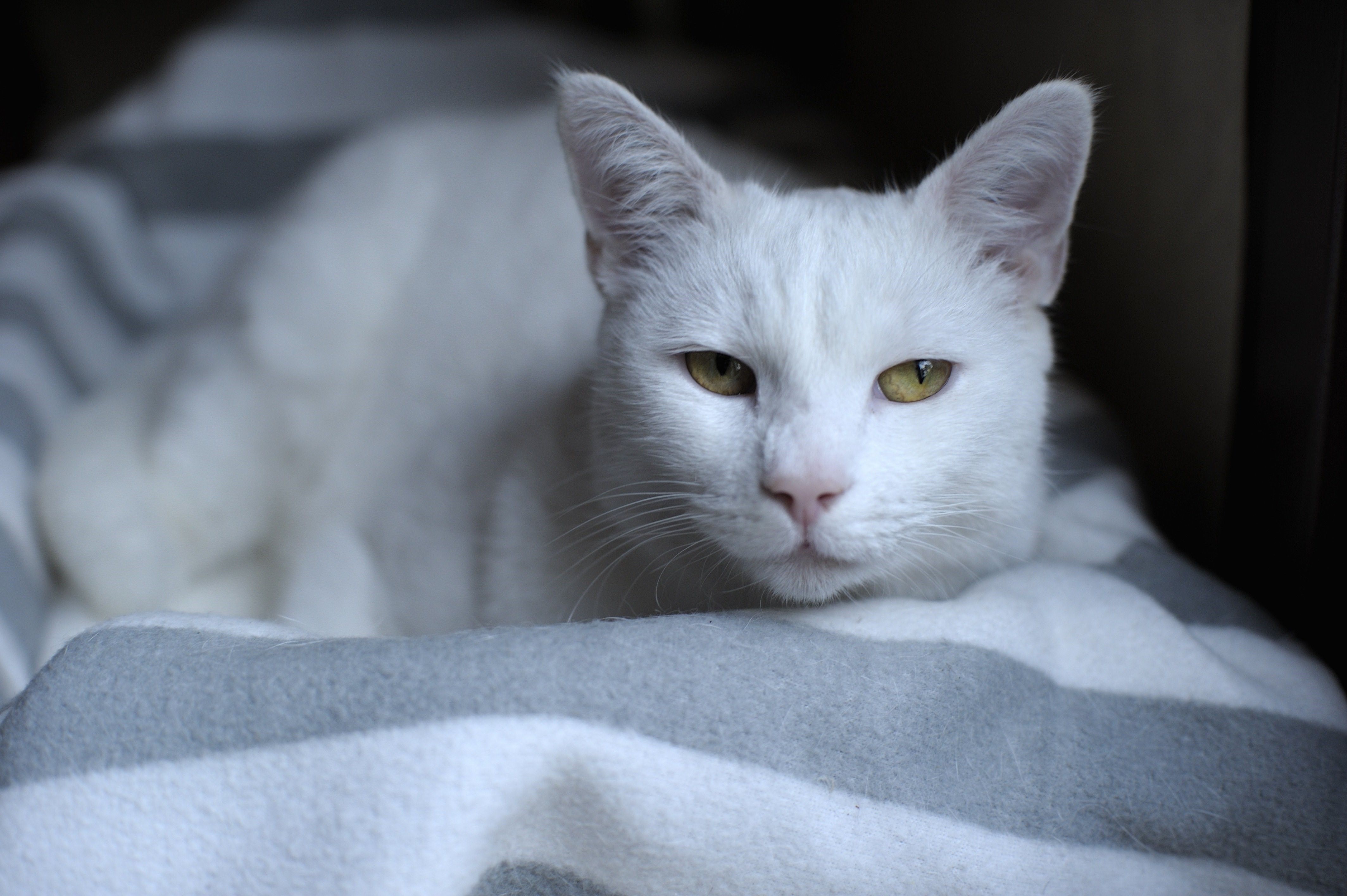 Белый Гладкошерстный Кот