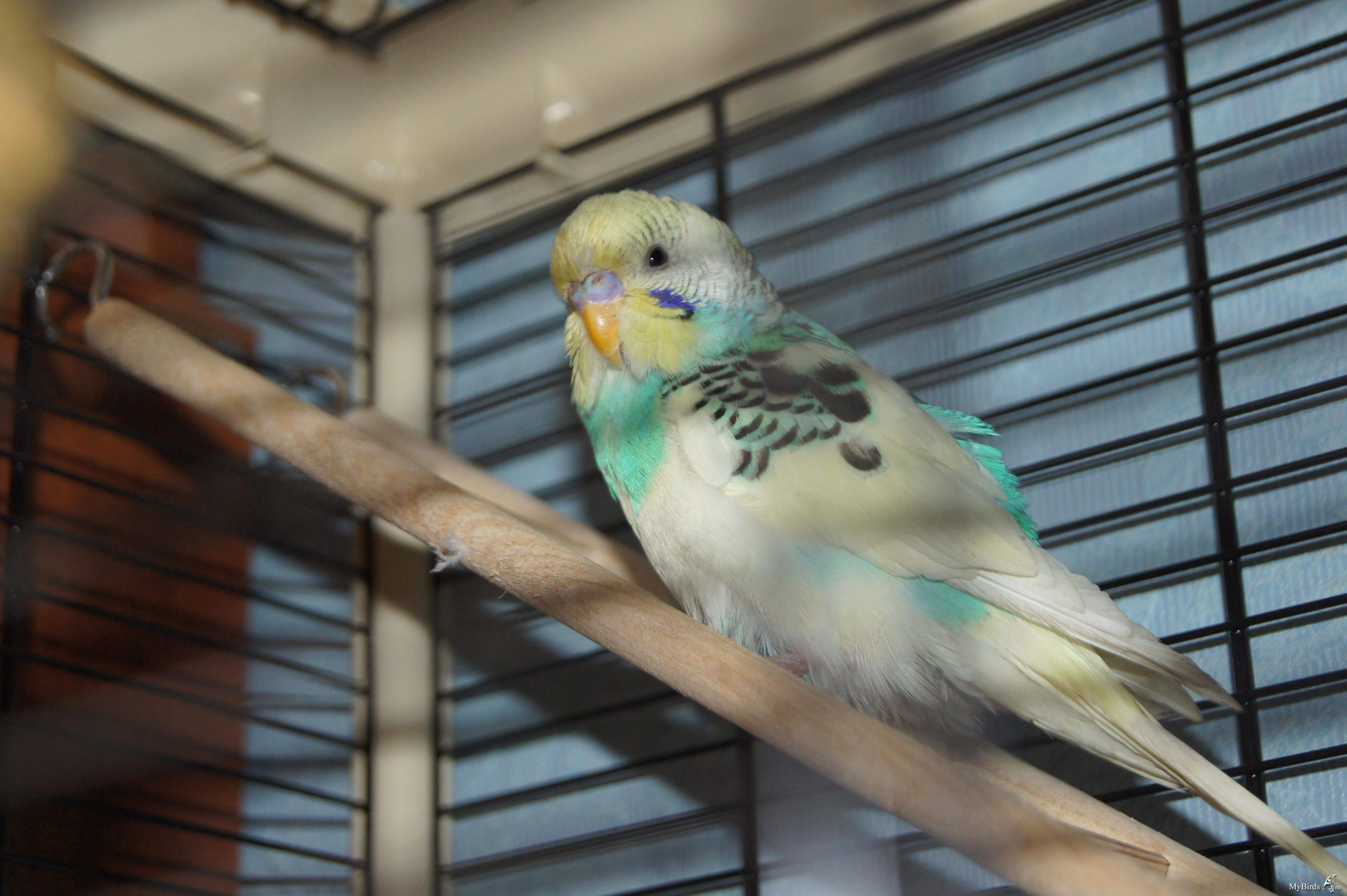 Волнистый попугай окрасы с фото и названиями