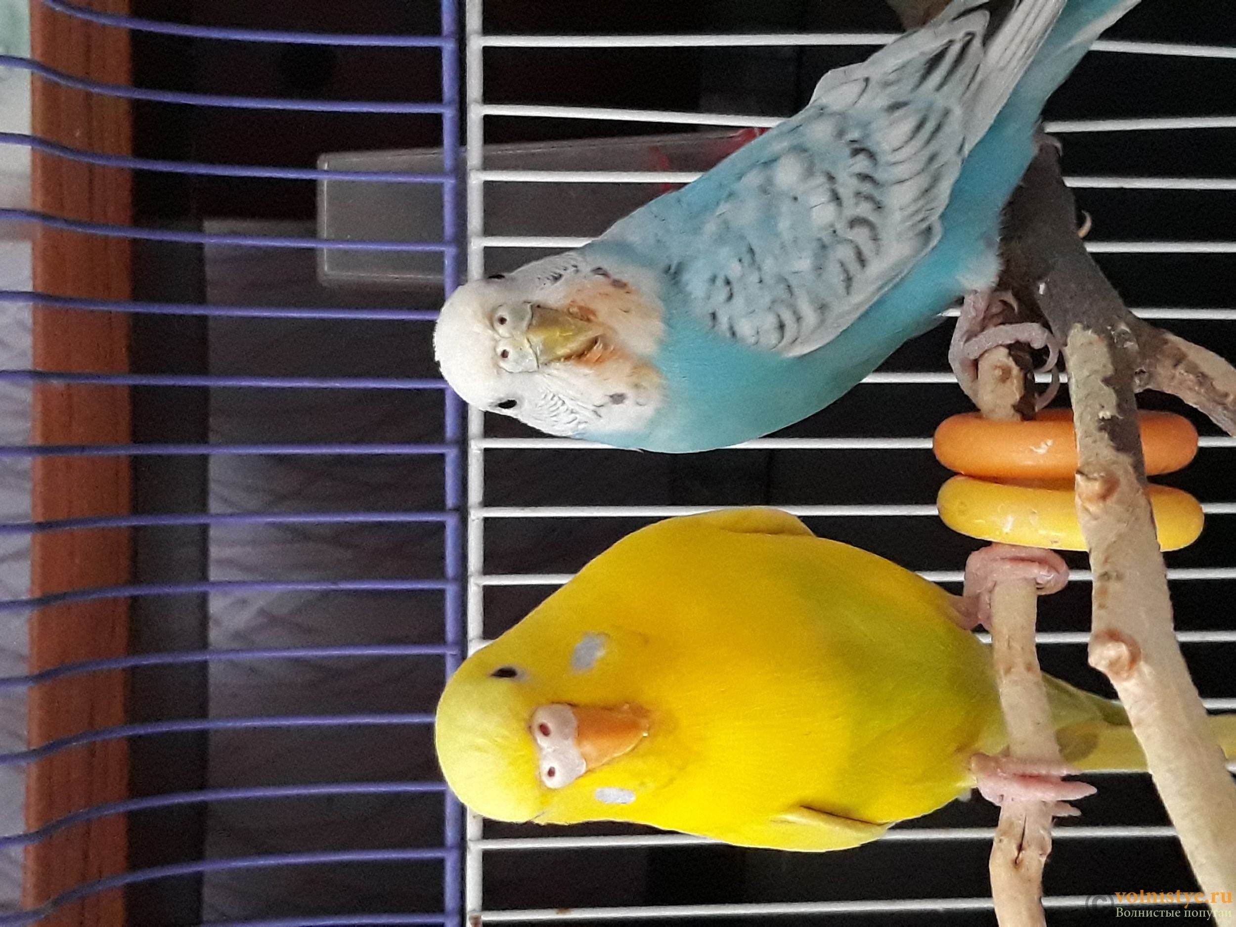 Волнистый попугай окрасы с фото и названиями
