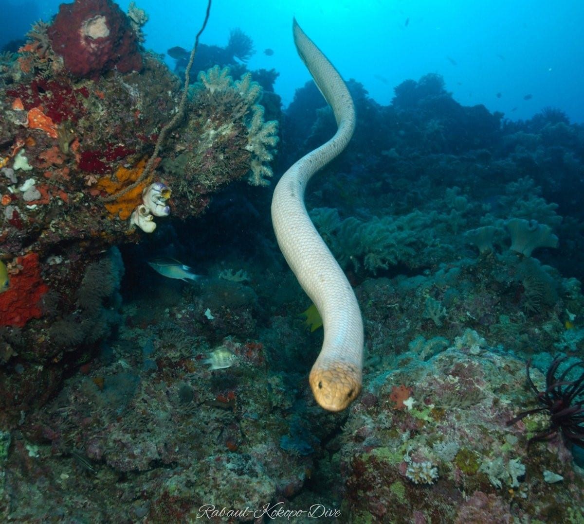 Морская змея на мальдивах фото
