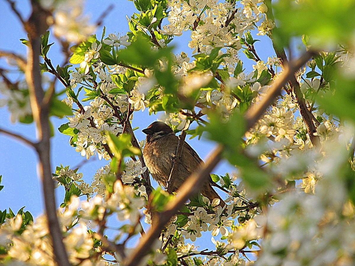 Крик птиц весной