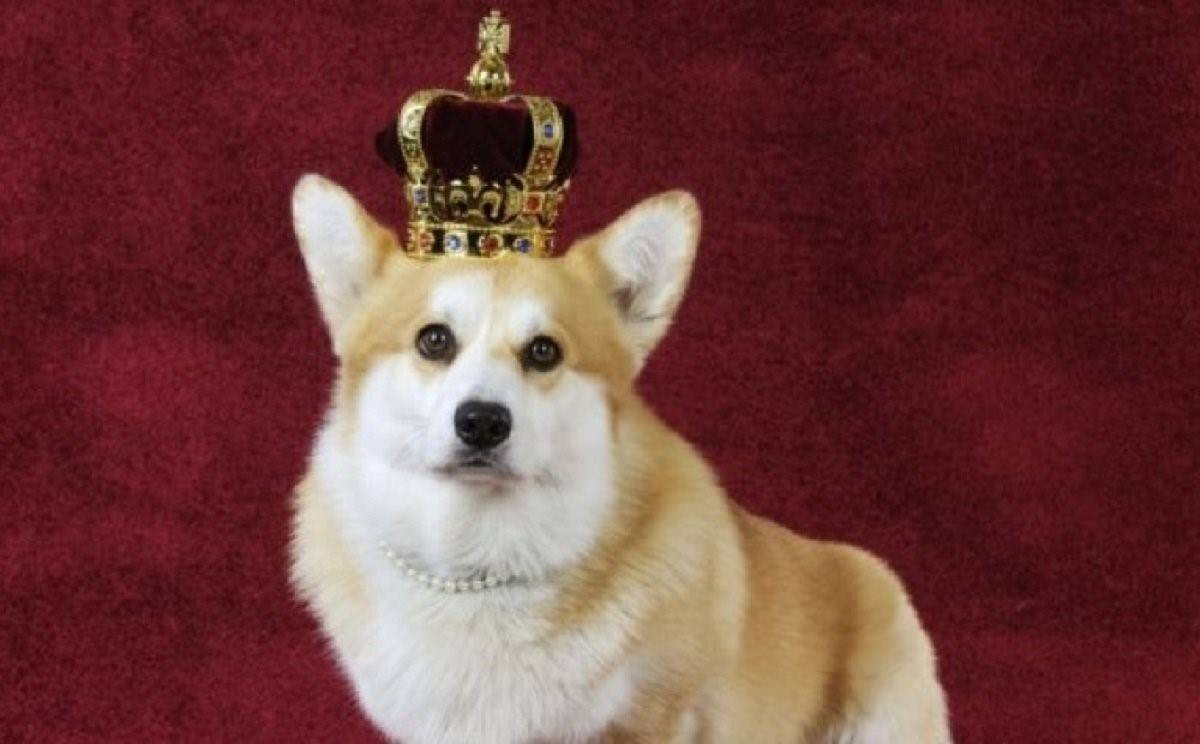 Руководство по воспитанию королевской собаки