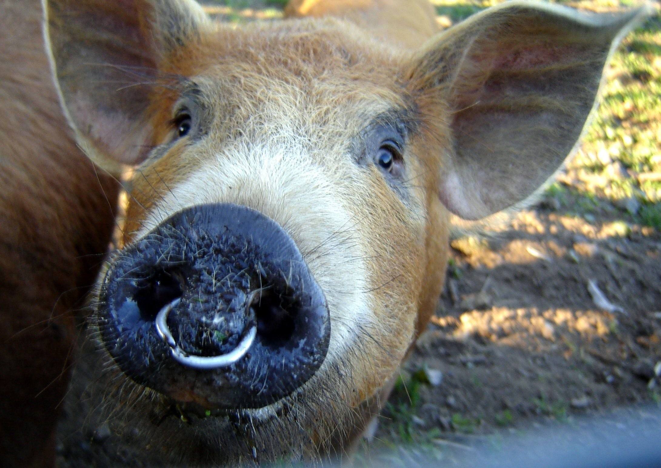 фото быка с проколотым носом