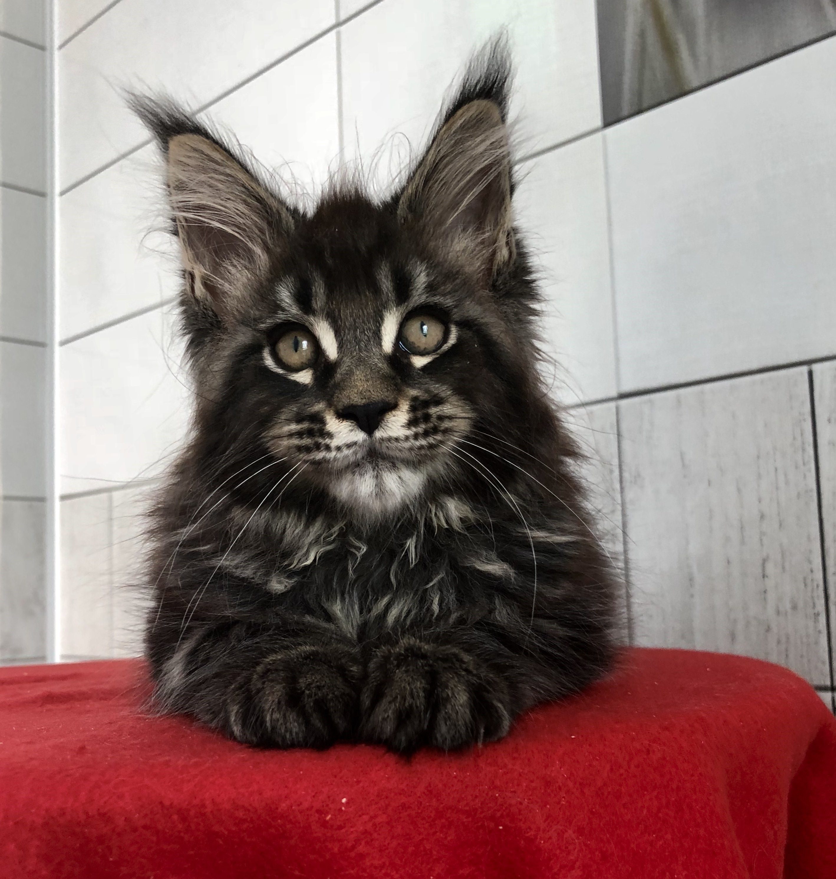 Кот мейн кун черный мрамор фото