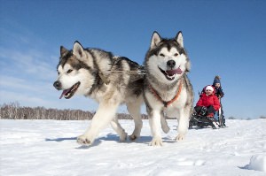 Собака маламут