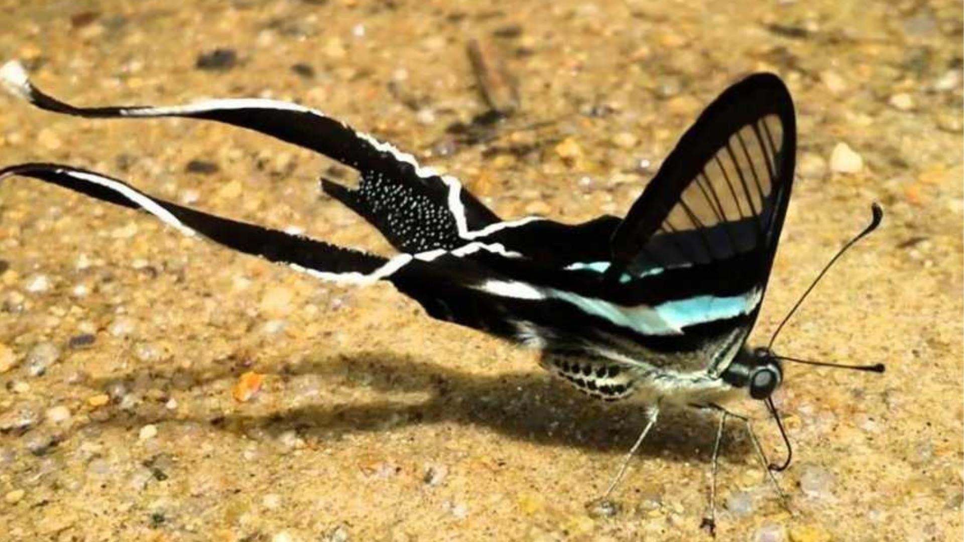 Бабочки с длинными крыльями