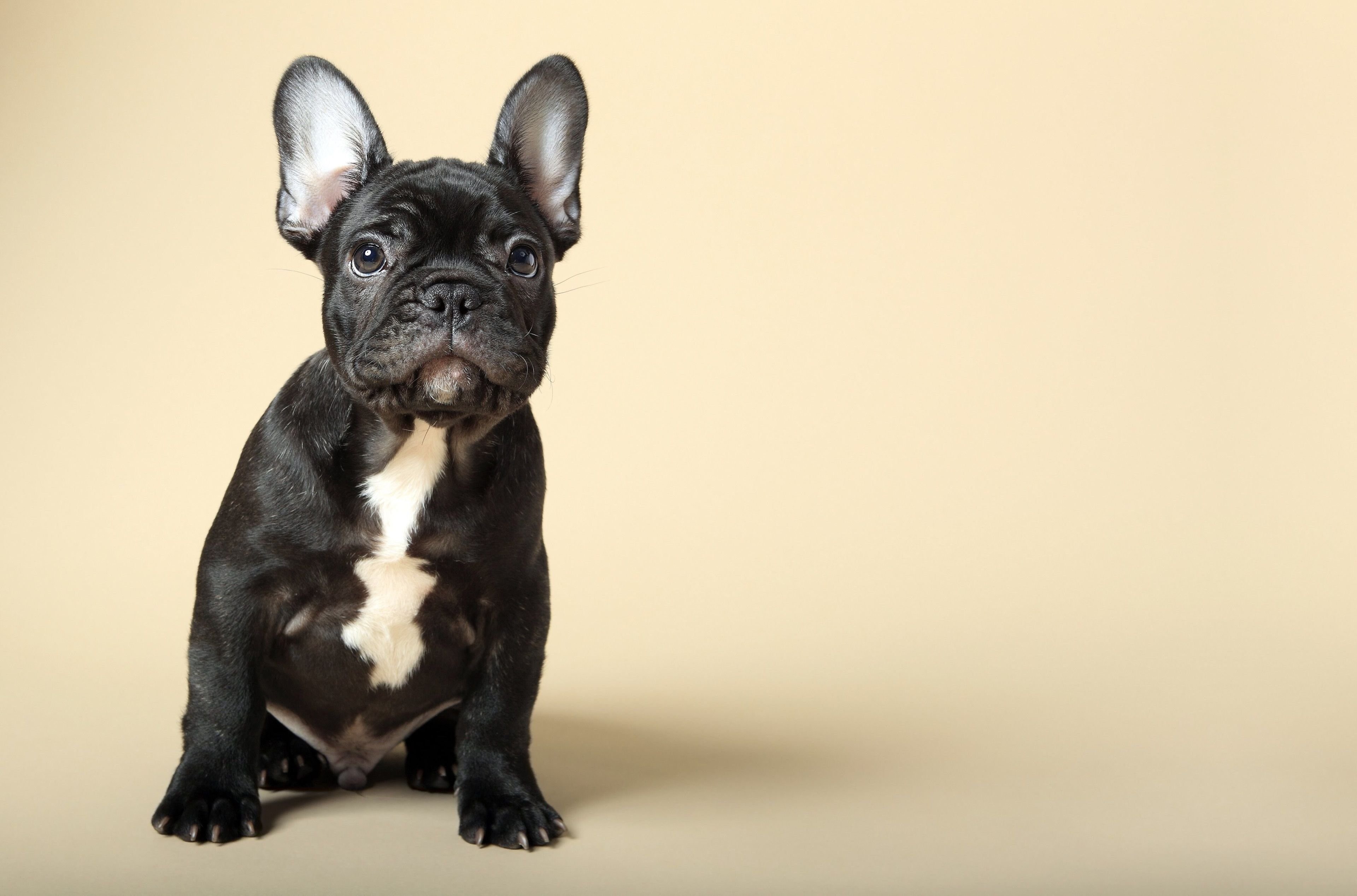 Фото щенка французского бульдога в 4 месяца