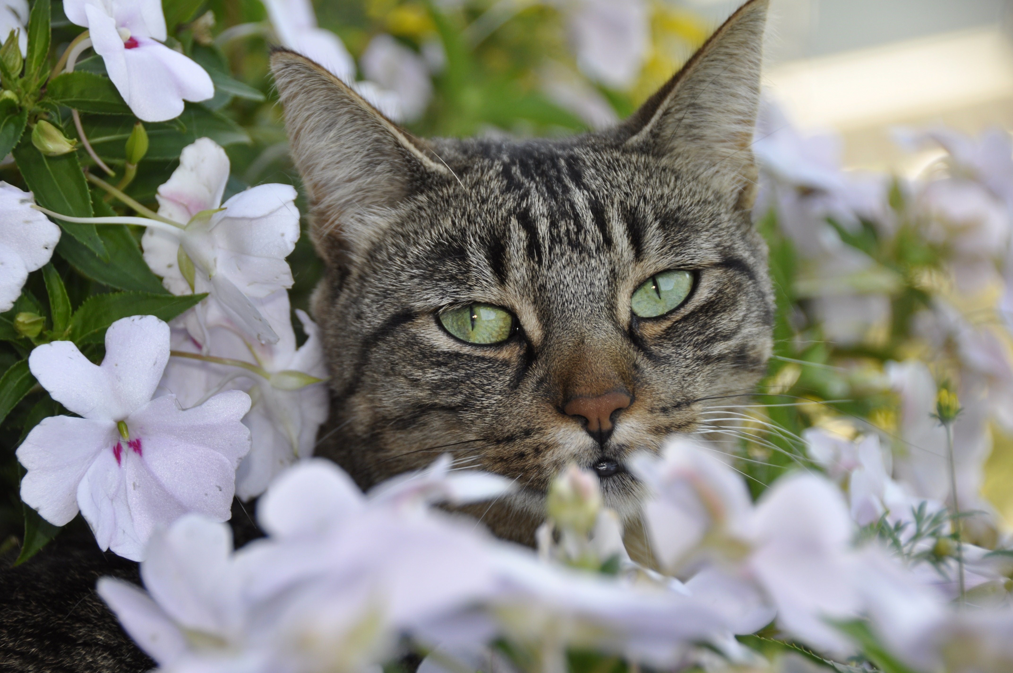 Весенние коты фото