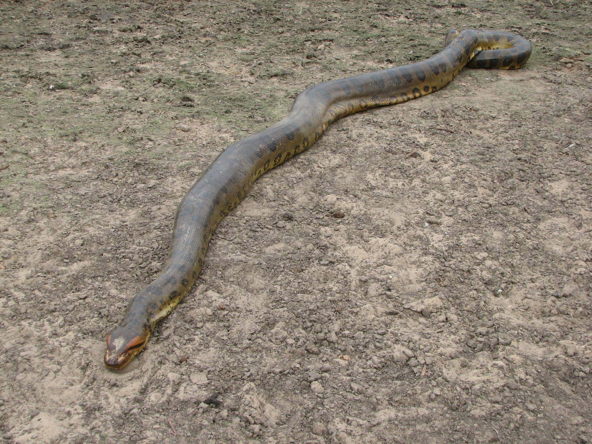 Слезы анаконды гл 49. Eunectes beniensis. Анаконда змея. Анаконда черная змея.