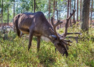 Олени в финляндии