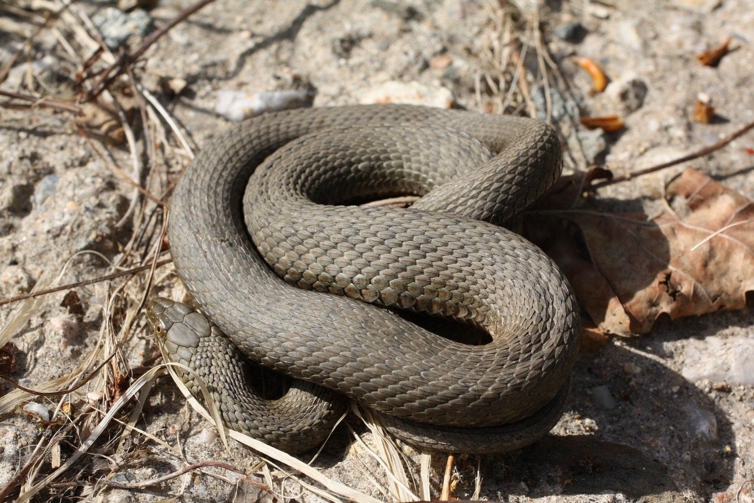 Змеи в саратовской области какие водятся фото