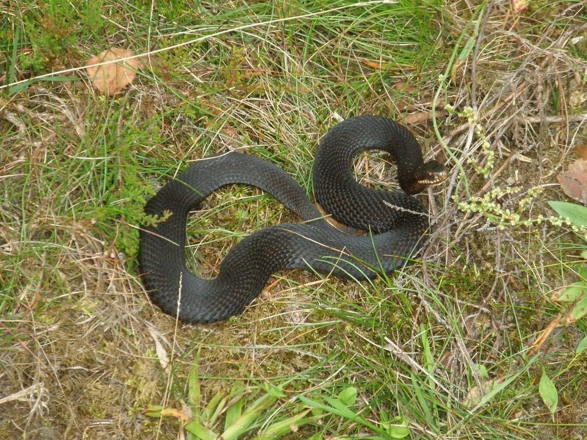 Ядовитые змеи тверской области фото с названиями