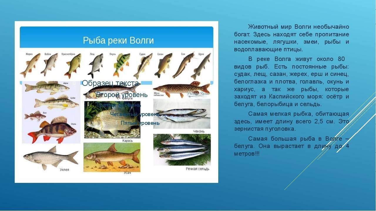 Рыба в астрахани виды фото и описание