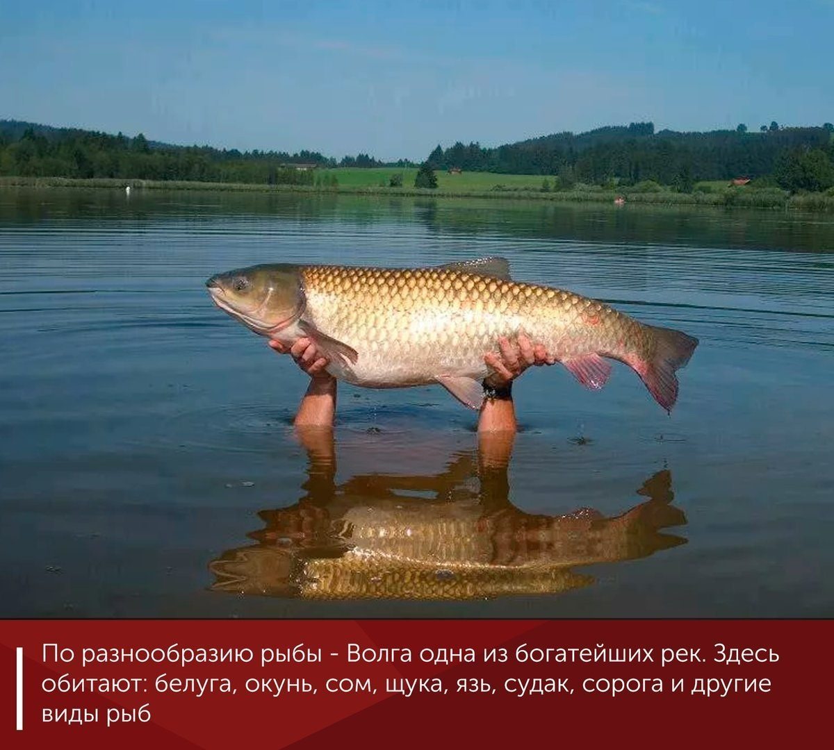 Какие рыбы река волга. Рыба в Волге. Рыбалка на Волге. Река Волга рыбалка.