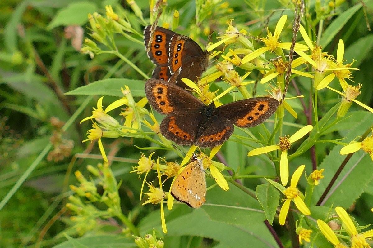 Бабочки курганской области фото с названиями