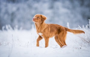 Длинношерстная охотничья собака