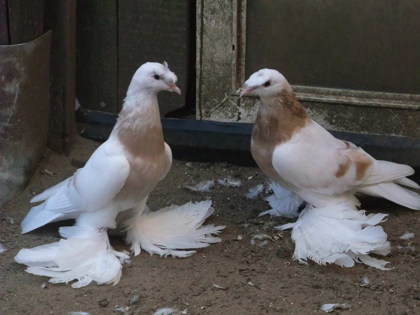 Бухарские голуби бойные голуби