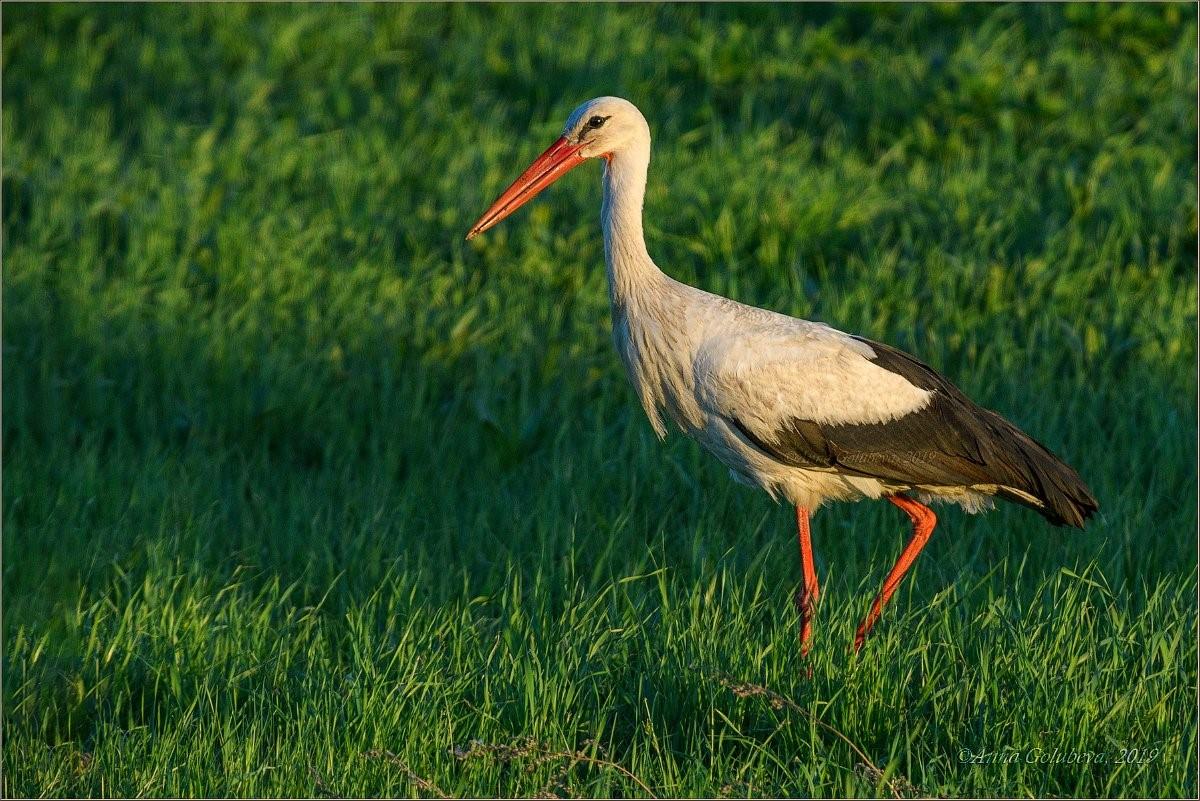 Белый аист обитает. Белый Аист (Ciconia Ciconia). Белый Аист Нижегородская область. Белый Аист Туркестанский.