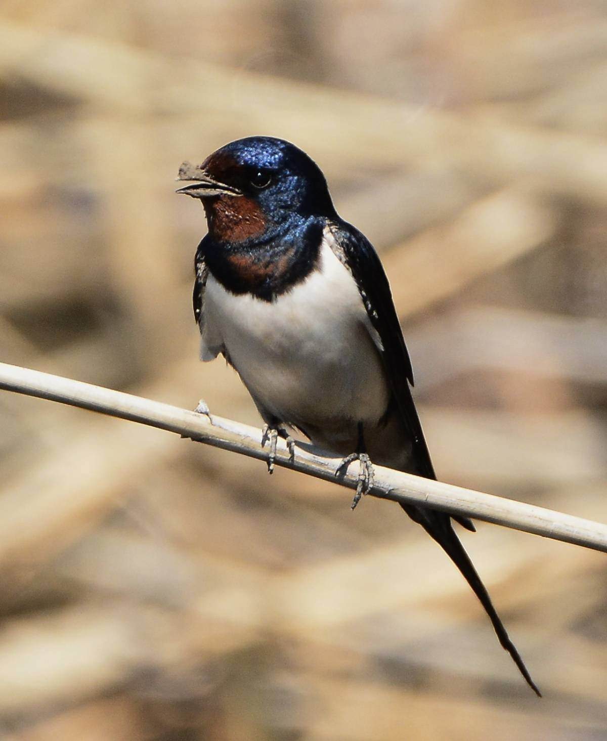 Картинка ласточки. Деревенская Ласточка – Hirundo Rustica. Насекомоядные птицы Ласточка. Деревенская Ласточка Касатка. Ласточка Rustica.