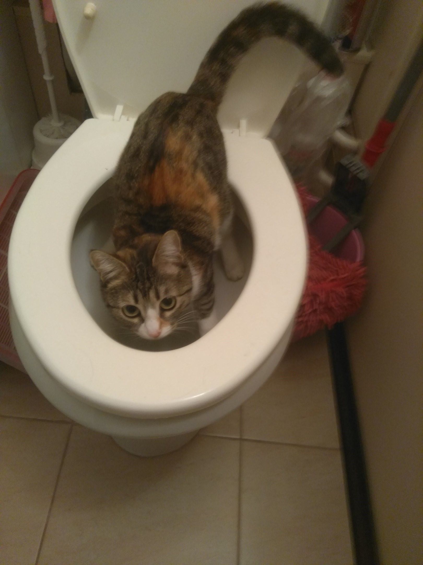 Кошка туалет кровь. Кот на унитазе. Кот в туалете. Унитаз для кошек. Кот провалился в унитаз.