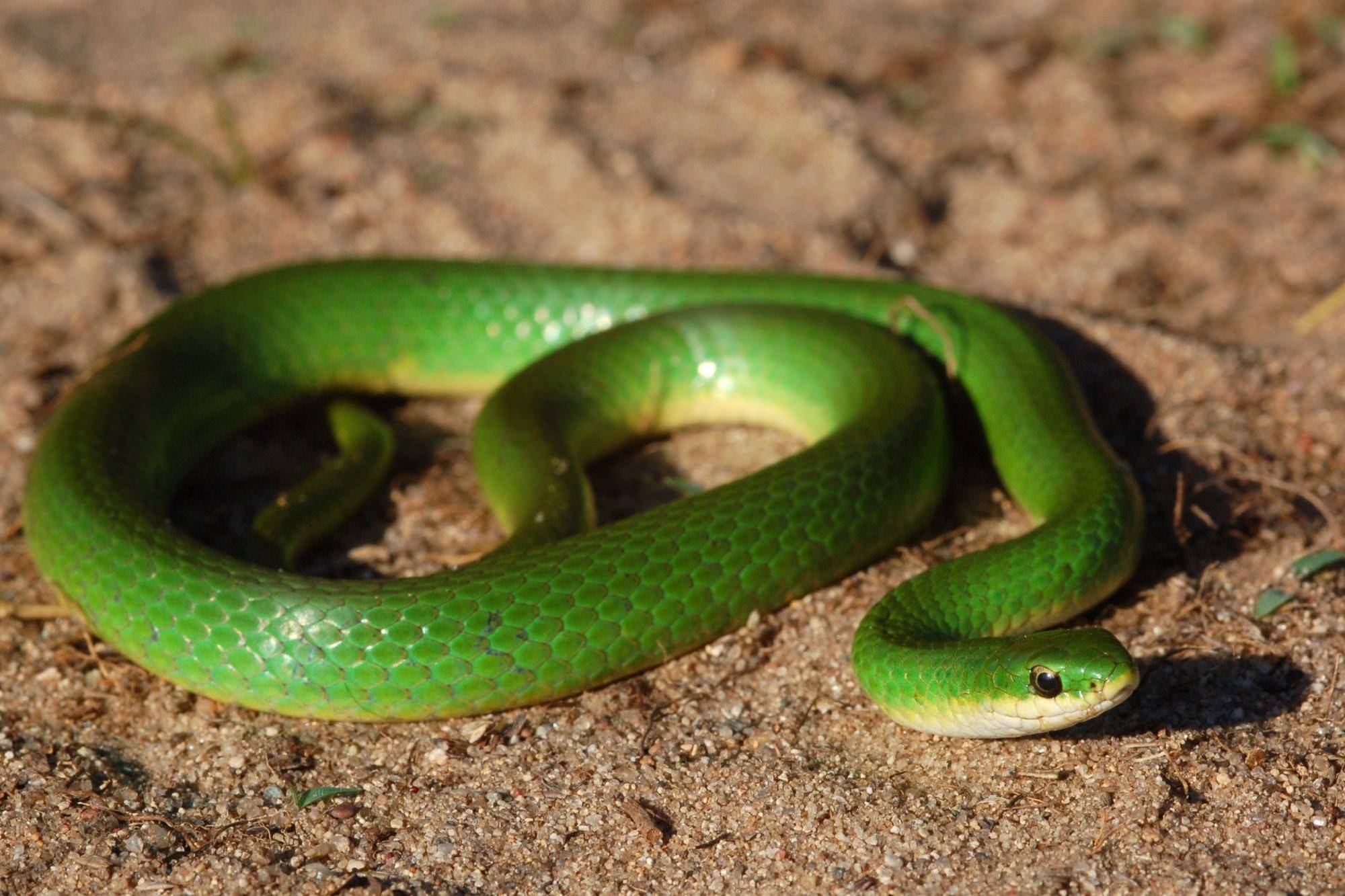Большие зеленые змеи. Смарагдовый полоз зеленый. Зеленая медянка змея. Зеленый полоз змея. Чёрно-зелёная Лесная гадюка.