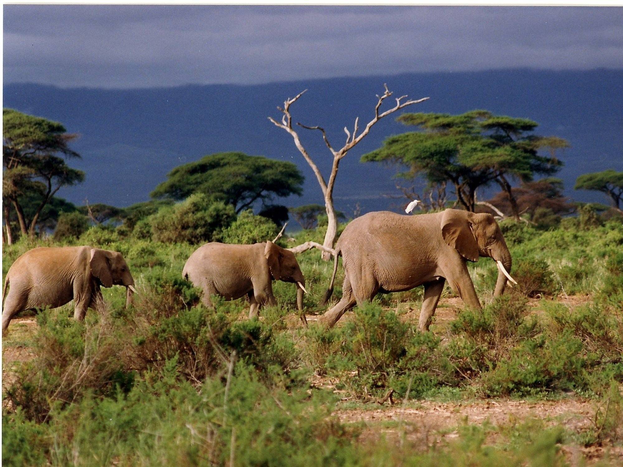Дикая природа африки. Сафари в Африке. ЮАР Дикая Саванна. Саванны и редколесья Африки животные. Саванны и редколесья Австралии животный мир.