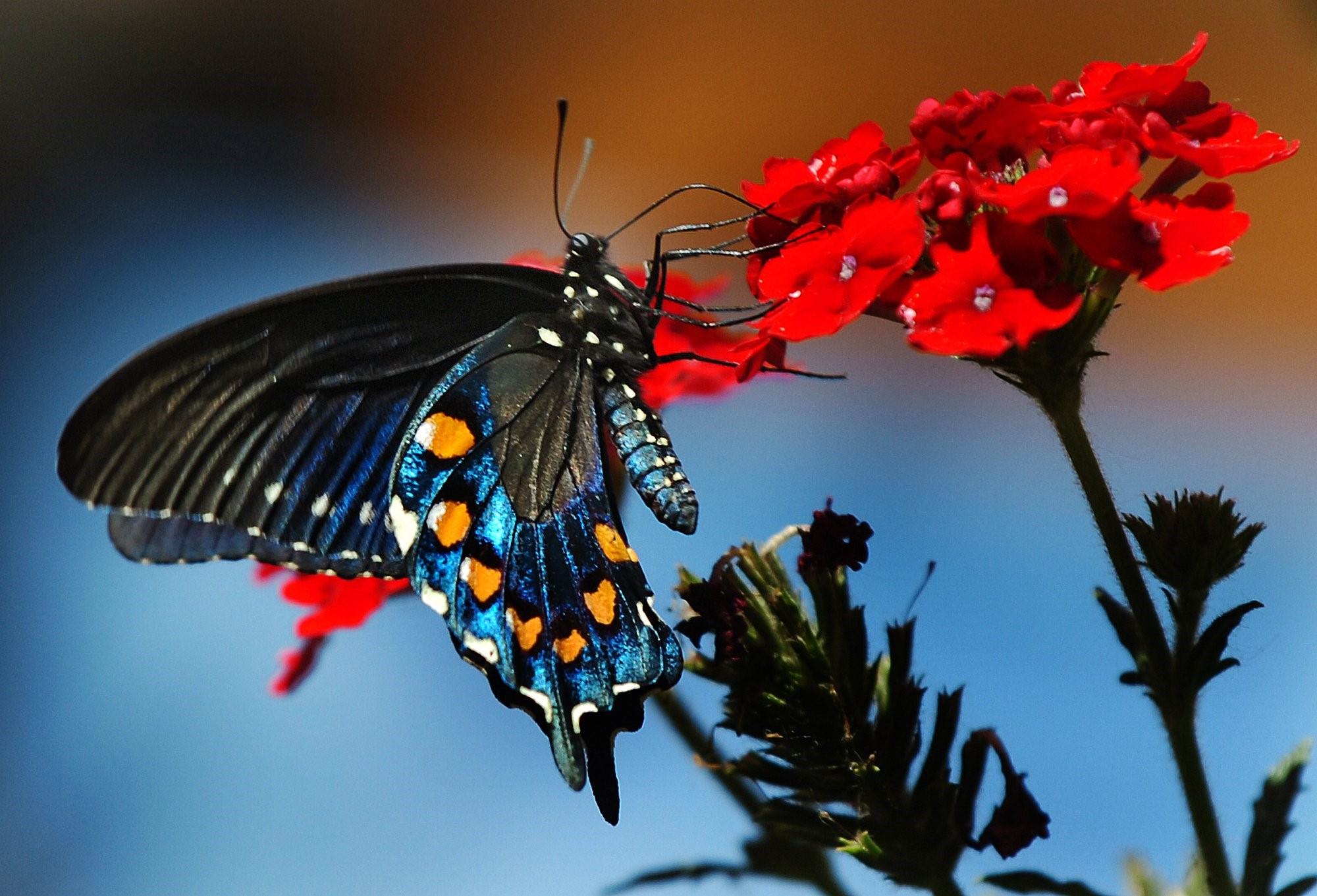 Видео где бабочка. Красивые бабочки. Тропические бабочки. Тропические бабочки на цветах. Красивые бабочки на цветах.