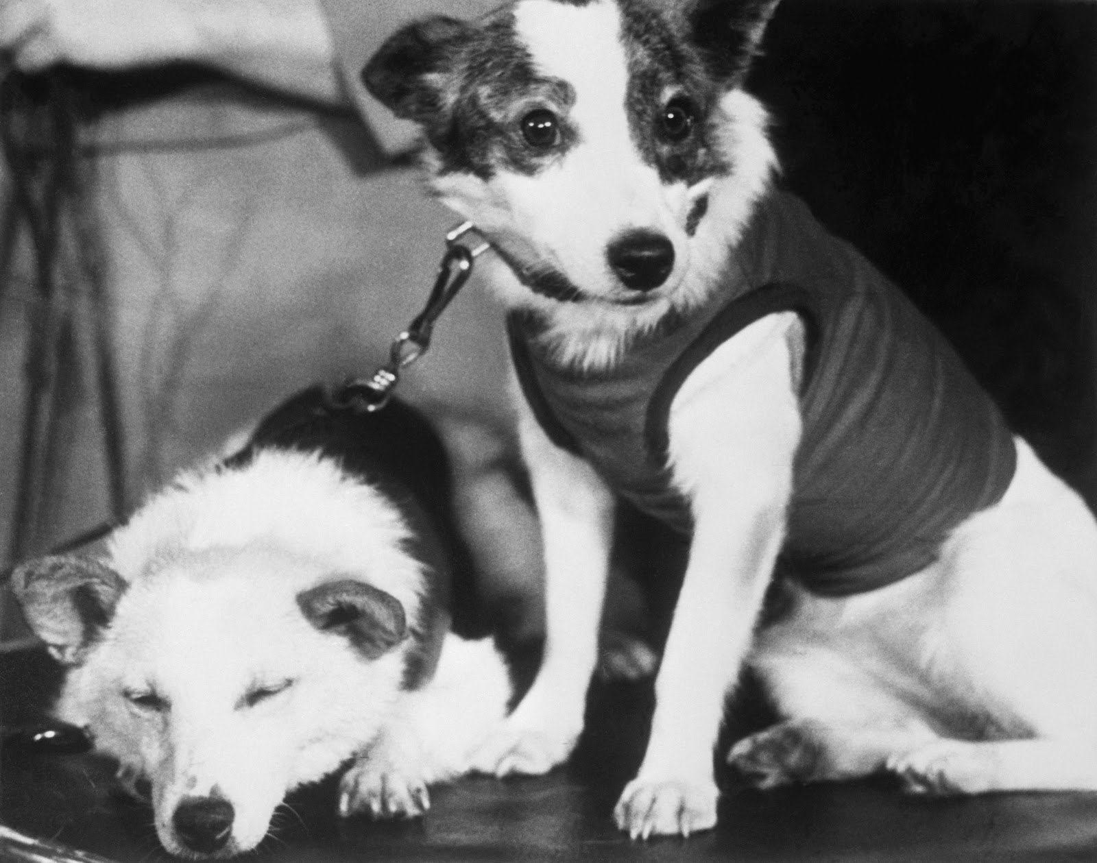 Две собаки в космосе. Белка и стрелка собаки космонавты. Белка и стрелка 1960. Белка и стрелка полёт в космос 1958. Белка собака космонавт.