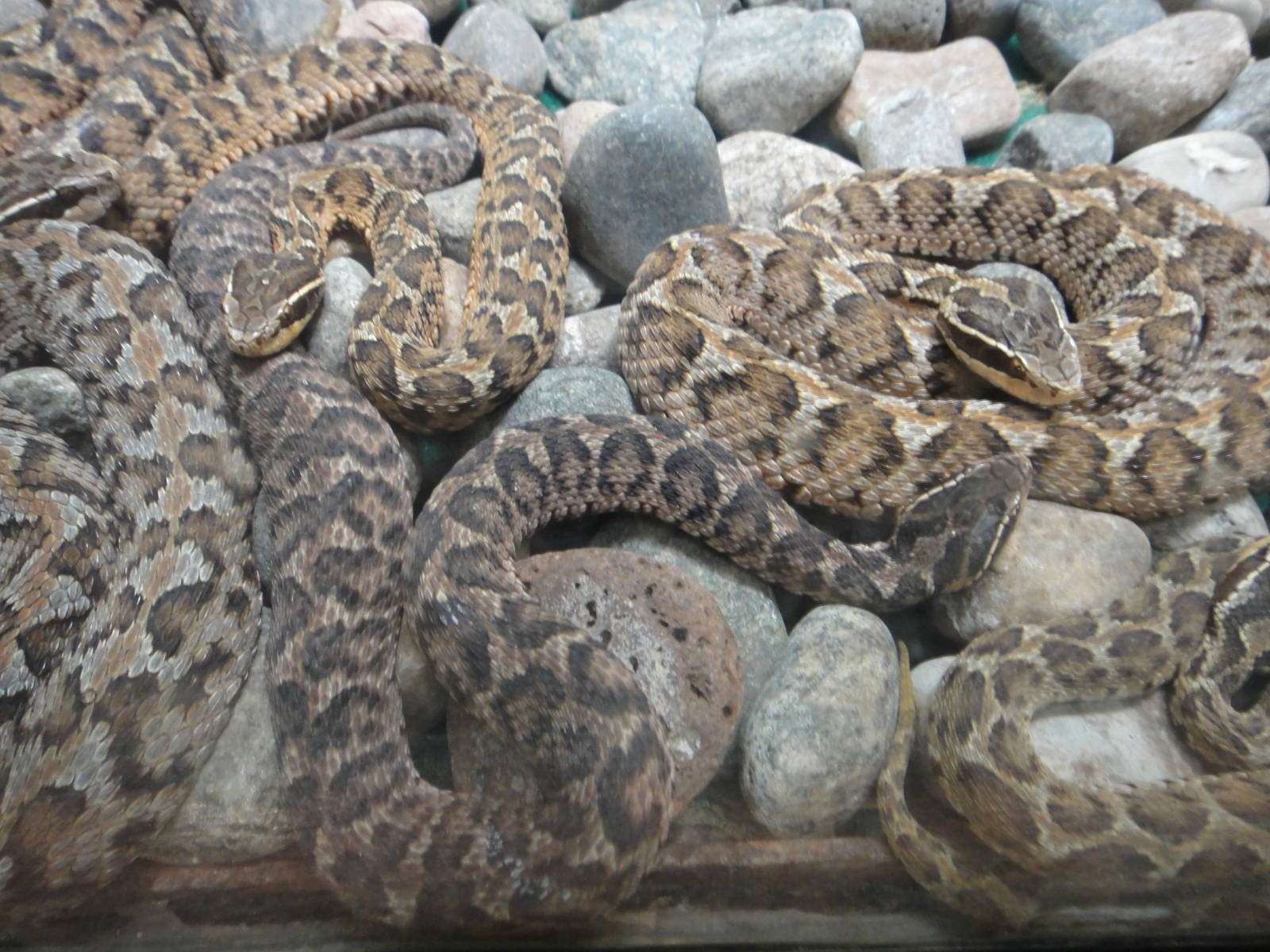 ядовитые змеи приморского края фото