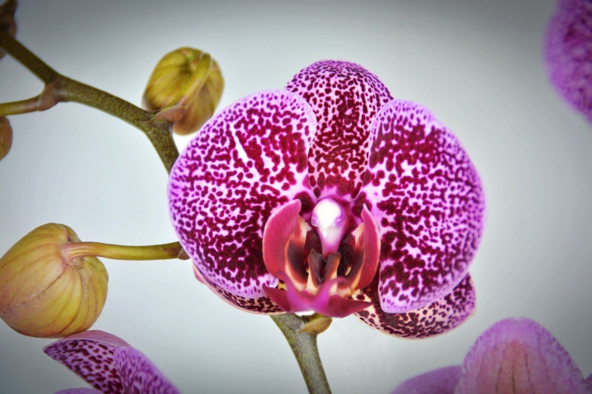 Дикий кот орхидея описание сорта фото