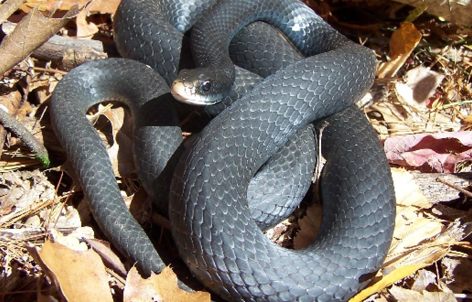 Ехидны змеи. Ехидна змея. Черная ехидна. Краснобрюхий чёрный Аспид. Pseudechis porphyriacus.