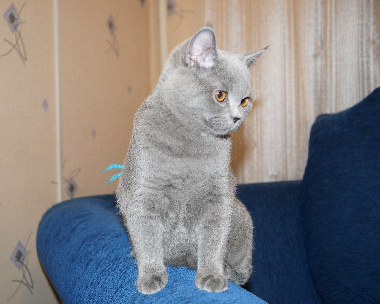 Скоттиш-страйт вислоухий кот метис