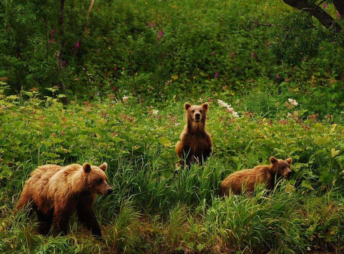 Фотографии 3 медведей. Три медведя. Отряд медвежата. Три медведя фотографии.