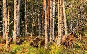 Медведи в сосновом бору