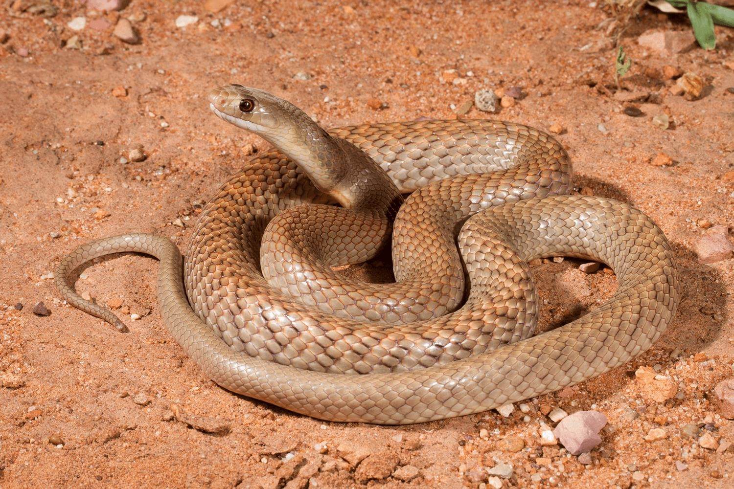 Тайпана 2. Мулга змея коричневый Король. Мулга змея. Браун Снейк змея. Австралийская змея мулга.