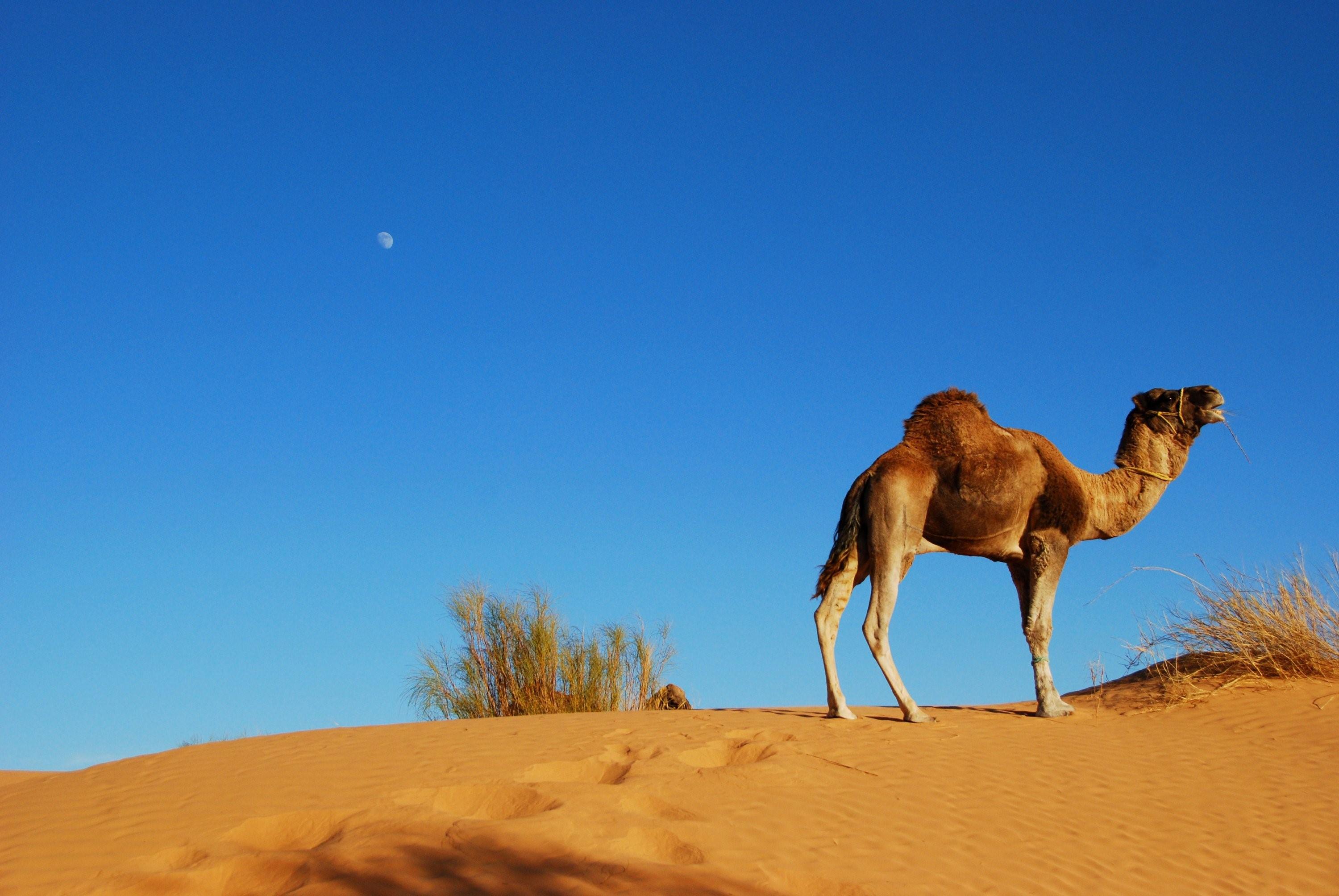 Desert camel. Пустыня сахара Верблюды. Верблюд в Африке. Верблюдоводство в Северной Африке. Пустыни и полупустыни Африки животные.