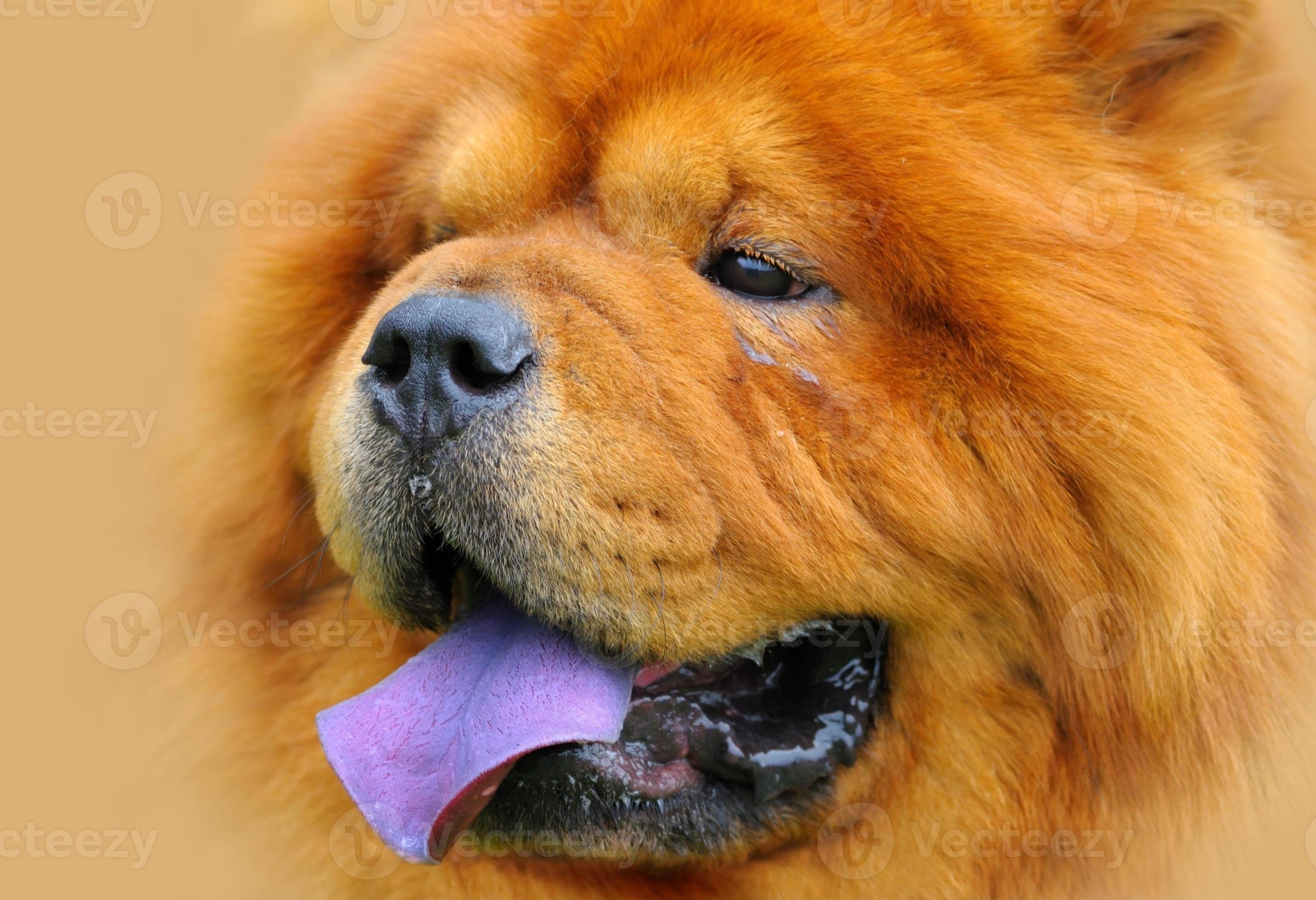 фотография собак с синим языком