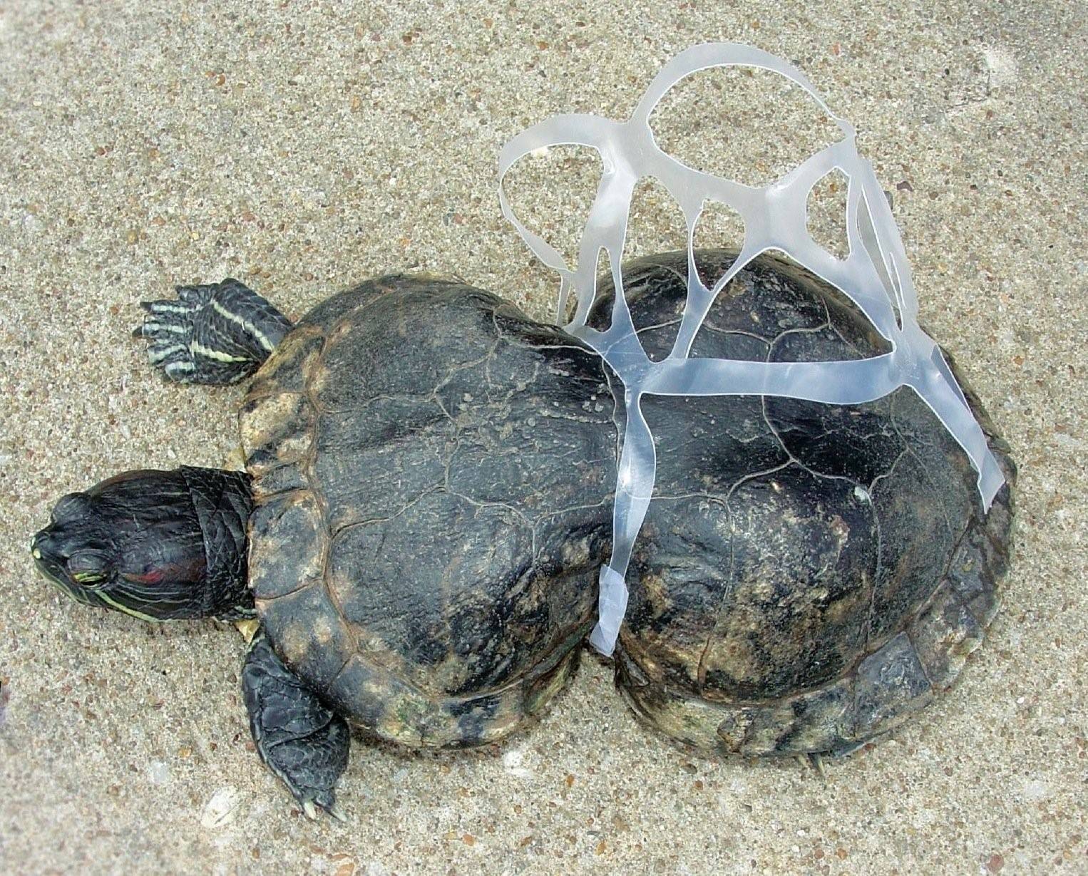 Черепахи без воды. Черепаха в пластике. Черепаха и пластиковый пакет. Черепаха в пакете.