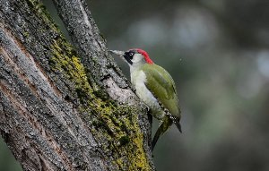 Зеленая птица с красной головой