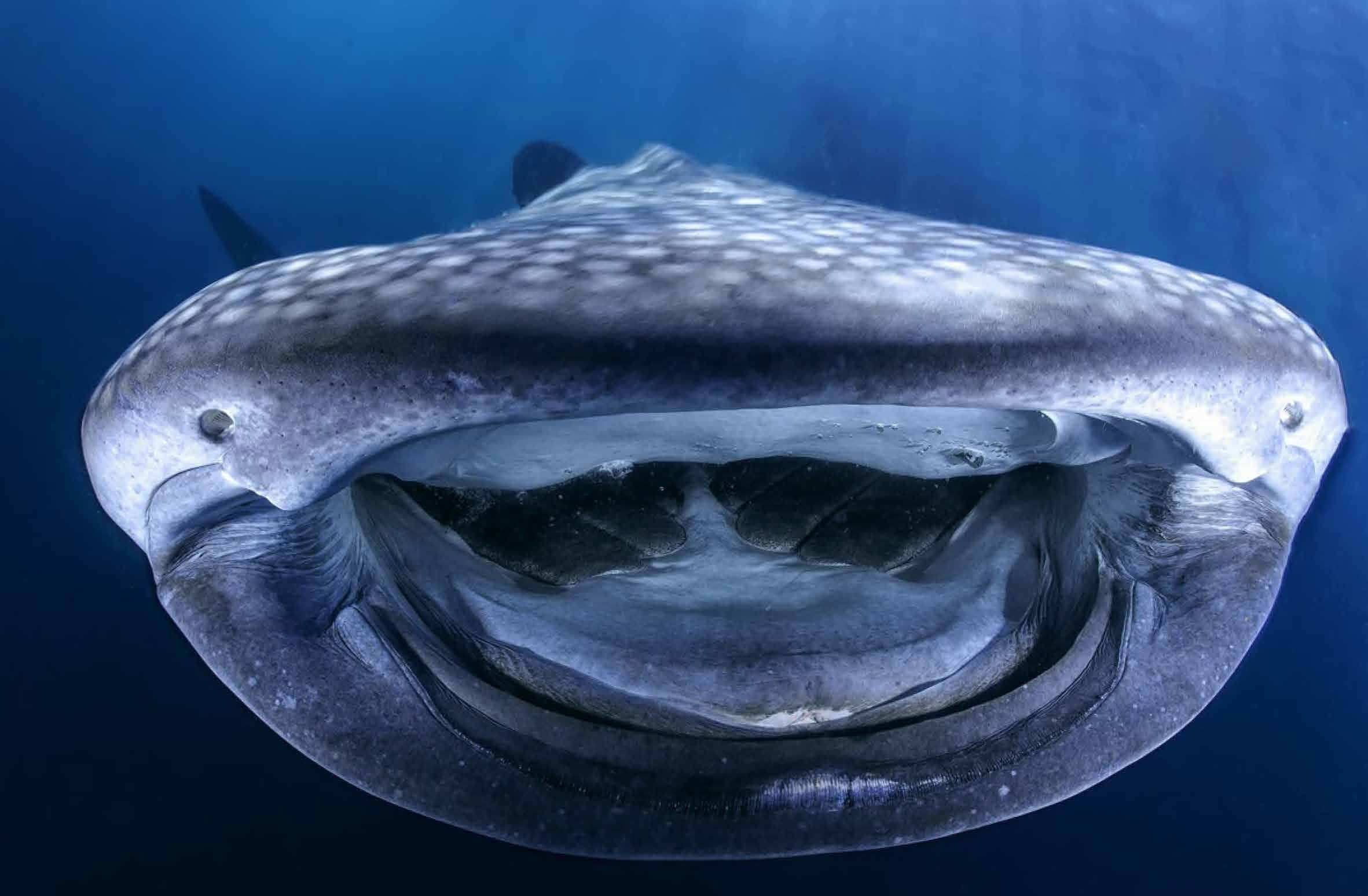 зубы кита фото