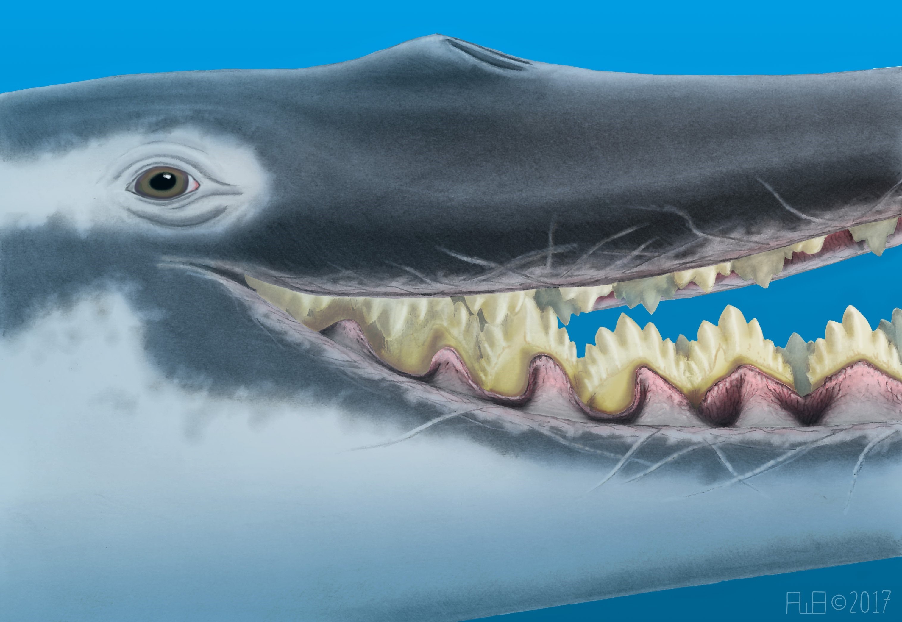 зубы кита фото