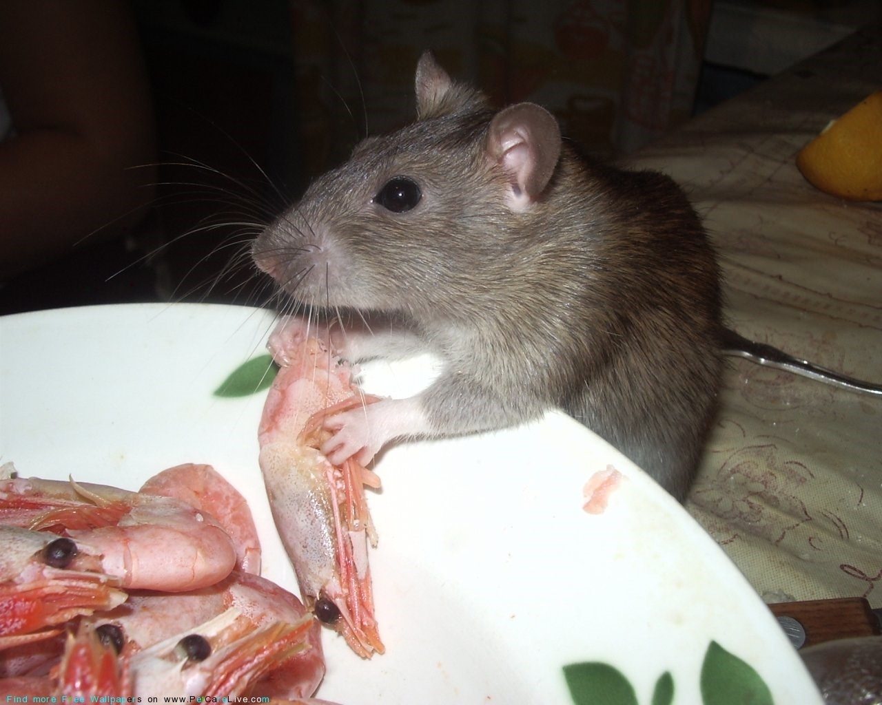 Можно ли крысам мандарины. Крыса. Мышь с едой. Что едят крысы. Крысы домашние.