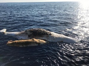 Кит в баренцевом море